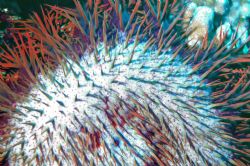 Crown of Thorns Starfish. Let's remember what the season ... by Tom Blackburn 